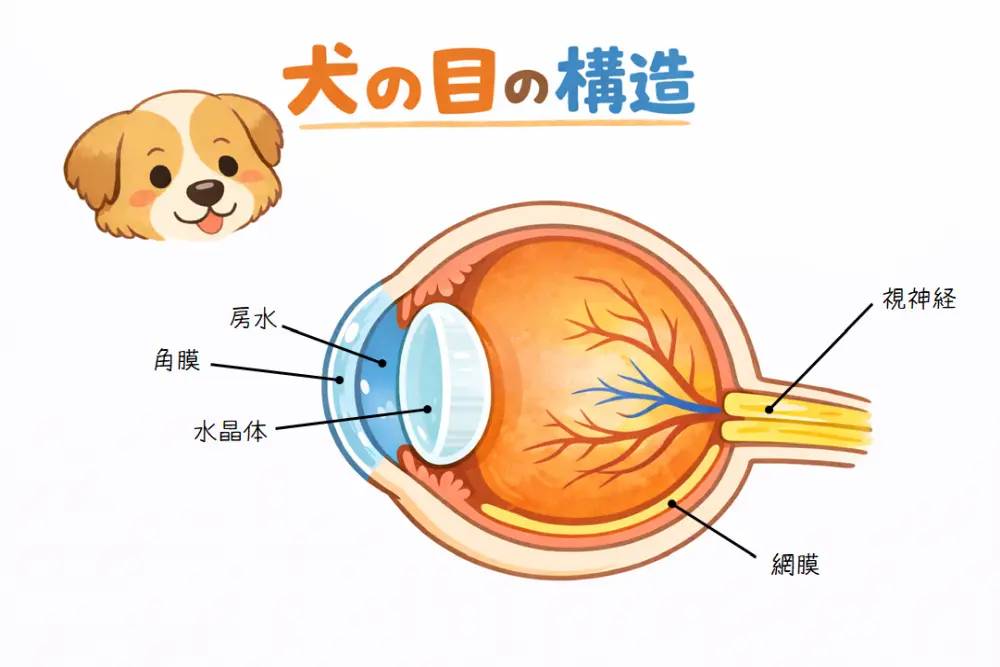 犬の目の構造をやさしく解説した図解イラスト（角膜・水晶体・房水・網膜・視神経の位置）